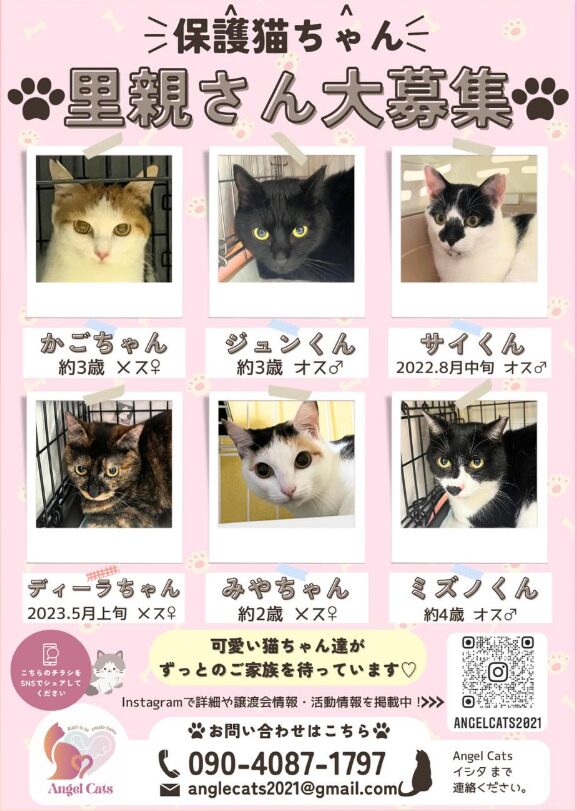 Angel Cats エンジェル キャッツ(豊川市)