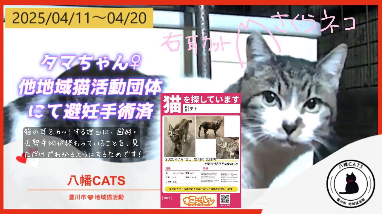 ペットシッターわんにゃん豊川 2025/04/11-04-22