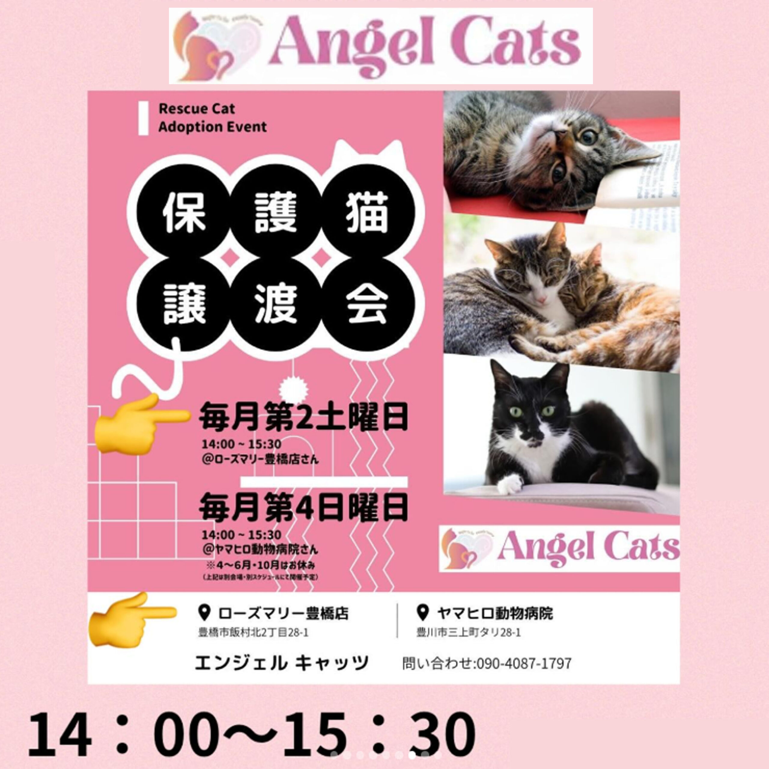 Angel Cats エンジェル キャッツ(豊川市)