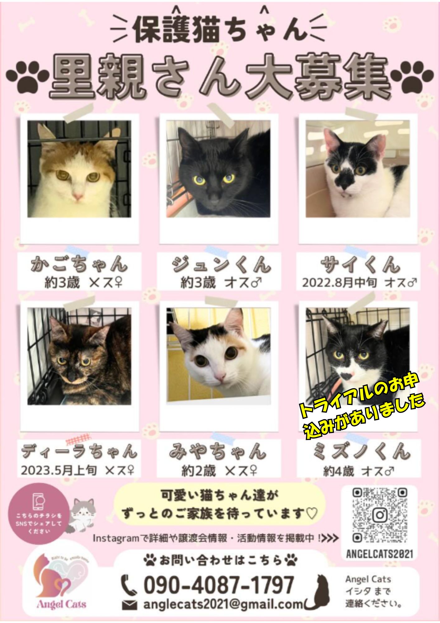 Angel Cats エンジェル キャッツ(豊川市)