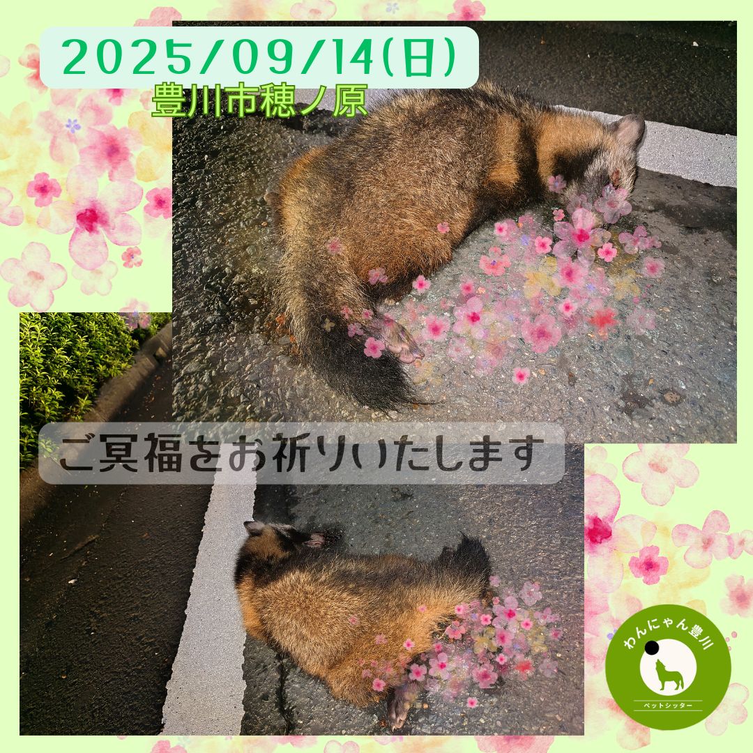 2025年9月14日 野生動物