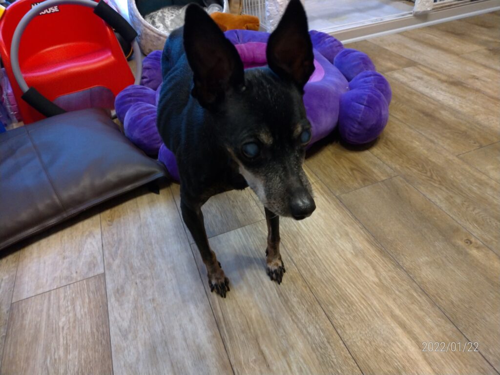 2022年1月22日
ラムちゃん
ミニチュア・ピンシャー