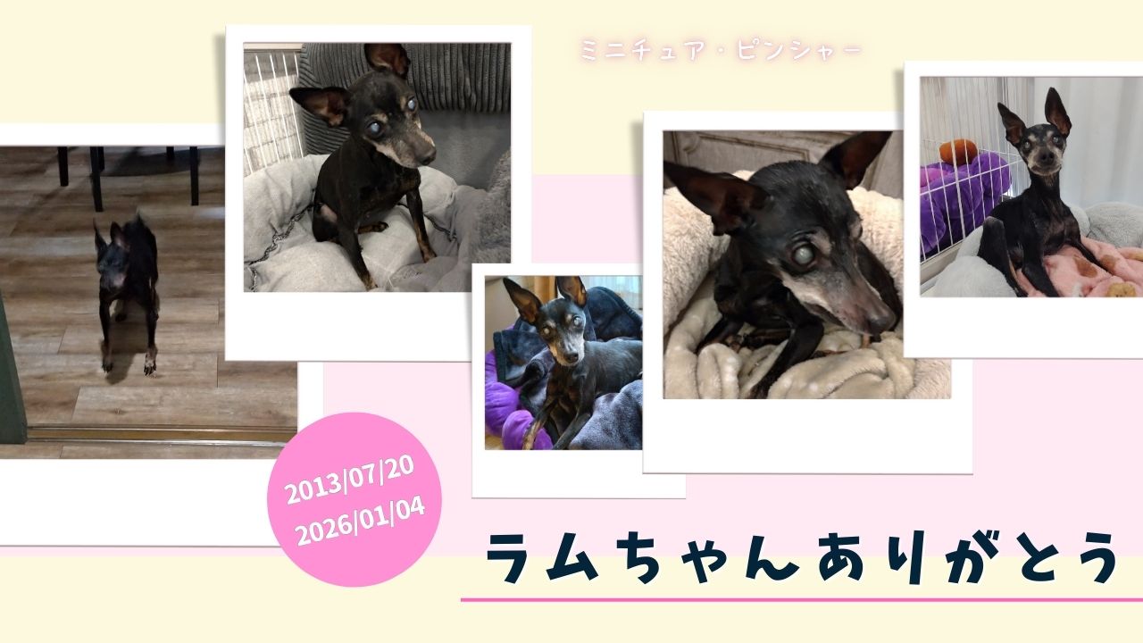 ミニチュア・ピンシャーのラムちゃん