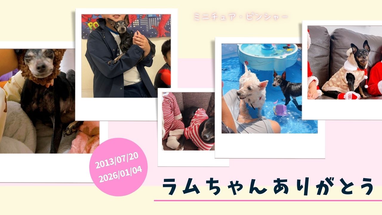 ミニピン ラムちゃん