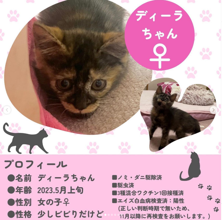 ディーラちゃん　サビ猫